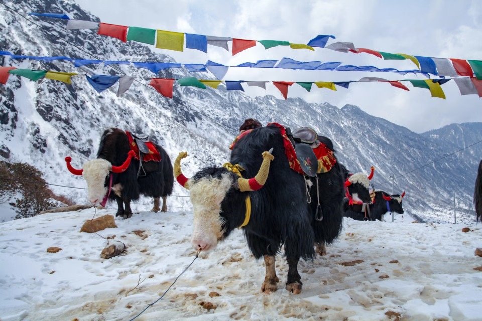 Budget Sikkim Tour Package photo 3