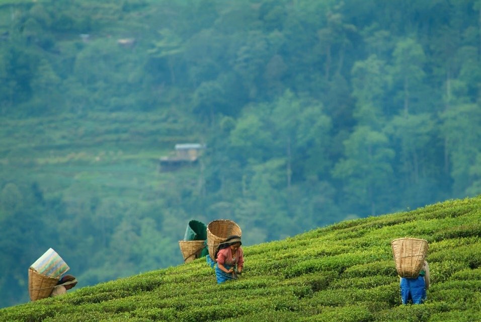 Gangtok Darjeeling Tour photo 4